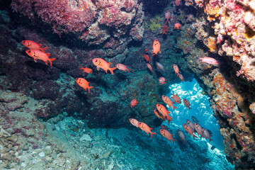 素晴らしいサンゴ礁の水中洞窟の美しいアカマツカサ、ニジエビス（イットウダイ科）他の群れ。
圧倒的に大規模な素晴らしく美しいサンゴ礁。

沖縄県島尻郡座間味村阿嘉島の外地島沖にて。
2021年4月28日水中撮影。
The Beautiful schools of Blotcheye soldierfish (Myripristis berndti) and Crown squirrelfish (S