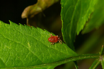 Close up macro Red velvet mite or Trombidiidae in natural environment