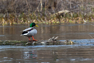 Mallard duck swimming on a pond picture with reflection in water. One mallard duck quacking on a...