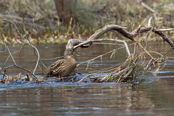 Mallard duck swimming on a pond picture with reflection in water. One mallard duck quacking on a...