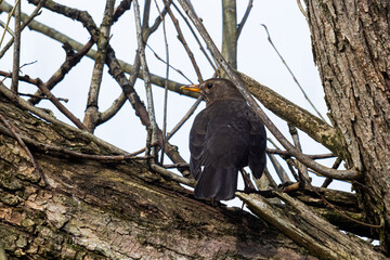 The common blackbird Turdus merula is a relatively large and long-tailed bird, widespread and common, and therefore one of the most popular and well-known birds.Bird perched on branch