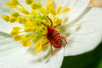 Close up macro Red velvet mite or Trombidiidae in natural environment on a white anemone flower