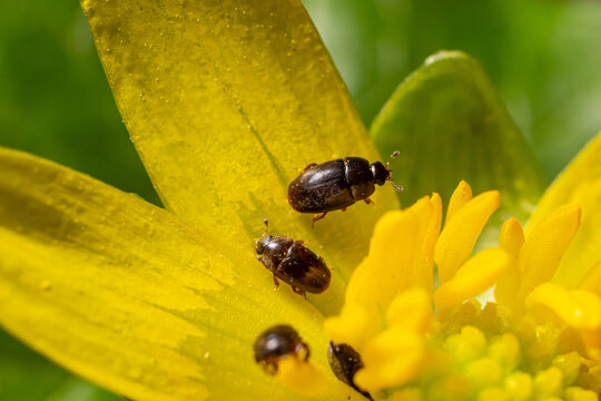 Rape beetle, meligethes aeneus on field pennycress, thlaspi arvense plant. Spring nature background.
