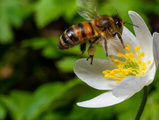 Bee, Western honey bee - Apis mellifera, with pollen sits on the flower of wood anemone