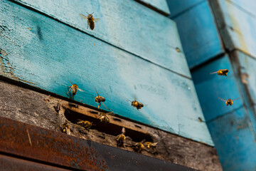 Group of bees near a beehive, in flight. Wooden beehive and bees. Bees fly out and fly into the round entrance of a wooden vintage beehive in an apiary close up view