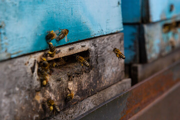 Group of bees near a beehive, in flight. Wooden beehive and bees. Bees fly out and fly into the round entrance of a wooden vintage beehive in an apiary close up view