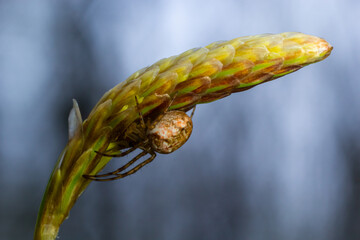 macro shot of Metellina spider on tip of green leaf, wildlife in natural environment