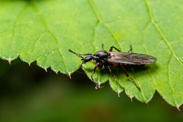 Bibio marci is a fly from the family Bibionidae called March flies and lovebugs. Larvae of this insects live in soil and damaged plant roots