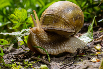 Helix pomatia also Roman snail, Burgundy snail, edible snail or escargot, is a species of large, edible, air-breathing land snail, a terrestrial pulmonate gastropod mollusk in the family Helicidae