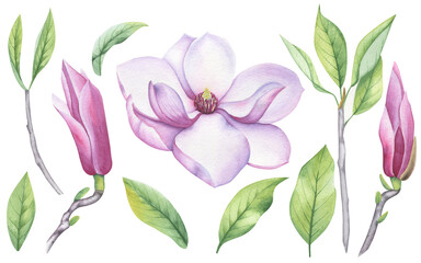 Watercolor set of magnolia flower, leaves and buds. A blooming flower.
