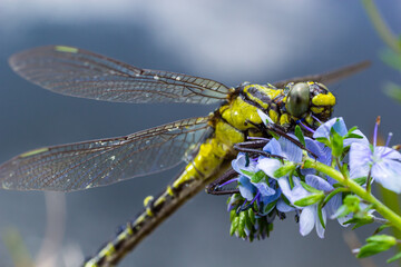 Dragonfly, Gompha vulgaris Gomphus vulgatissimus on the plant by lake morning sunlight in summer