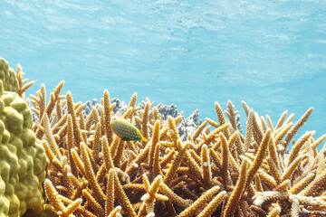 素晴らしいサンゴ礁の可愛いテングカワハギ（カワハギ科）の小群他。
圧倒的に大規模な素晴らしく美しいサンゴ礁。

沖縄県島尻郡座間味村阿嘉島の外地島沖にて。
2021年4月28日水中撮影。
The Lovely Harlequin filefish, Orange spotted filefish (Oxymonacanthus longirostris) and others in Wonderf