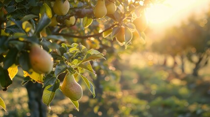 Pear Orchard Harvest Dusk