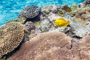 素晴らしいサンゴ礁の美しいキイロハギ（ニザダイ科）の群れ他。
圧倒的に大規模な素晴らしく美しいサンゴ礁。

沖縄県島尻郡座間味村阿嘉島の外地島沖にて。
2021年4月28日水中撮影。
Beautiful Yellow tang (Zebrasoma flavescens) and others in Wonderful coral reefs.
