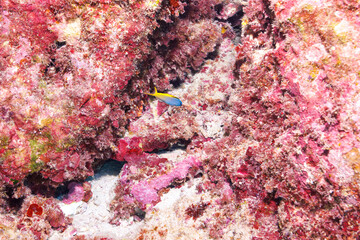 Fototapeta na wymiar 素晴らしいサンゴ礁の可愛いオウゴンニジギンポ（イソギンポ科）。 圧倒的に大規模な素晴らしく美しいサンゴ礁。沖縄県島尻郡座間味村阿嘉島の外地島沖にて。 2021年4月28日水中撮影。 A lovely Forktail blenny (Meiacanthus atrodorsalis) on a wonderful coral reef. Off Fukaji Island, Aka Islan