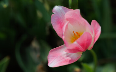 Close-up of a pink tulip flower at a garden on the dark background