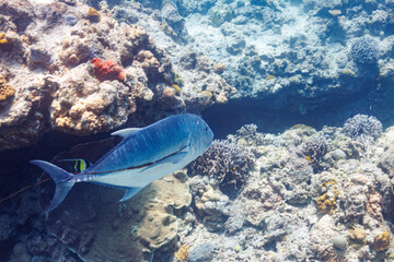 素晴らしいサンゴ礁に現れた、巨大なロウニンアジ（アジ科）と美しいツノダシ（ツノダシ科）他の群れ。
エラからブリ糸状虫（Philometroides seriolae, 寄生虫）がぶら下がっている。
圧倒的に大規模な素晴らしく美しいサンゴ礁。

沖縄県島尻郡座間味村阿嘉島の外地島沖にて。
2021年4月28日水中撮影。
Huge Giant trevally, GT (Caranx ignobili