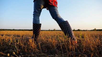 Female feet of young farmer going through the barley plantation at sunset. Legs of agronomist in...