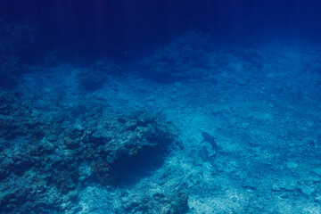 Fototapeta na wymiar 素晴らしいサンゴ礁の洞窟から出てきた、美しく大きなネムリブカ（メジロザメ科）他。 よく見るとお腹にコバンザメがついている。 圧倒的に大規模な素晴らしく美しいサンゴ礁。沖縄県島尻郡座間味村阿嘉島の外地島沖にて。 2021年4月28日水中撮影。 Beautiful and large Whitetip reef shark (Triaenodon obesus) and others emergi
