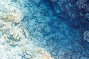 素晴らしいサンゴ礁の洞窟から出てきた、美しく大きなネムリブカ（メジロザメ科）他。
よく見るとお腹にコバンザメがついている。
圧倒的に大規模な素晴らしく美しいサンゴ礁。

沖縄県島尻郡座間味村阿嘉島の外地島沖にて。
2021年4月28日水中撮影。
Beautiful and large Whitetip reef shark (Triaenodon obesus) and others emergi