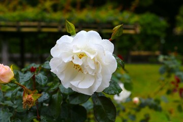 白いバラ