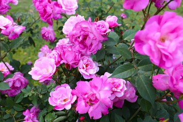 ピンクサマースノーバラ
