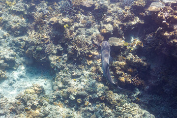 Naklejka na ściany i meble 素晴らしいサンゴ礁の洞窟から出てきた、美しく大きなネムリブカ（メジロザメ科）他。 よく見るとお腹にコバンザメがついている。 圧倒的に大規模な素晴らしく美しいサンゴ礁。沖縄県島尻郡座間味村阿嘉島の外地島沖にて。 2021年4月28日水中撮影。 Beautiful and large Whitetip reef shark (Triaenodon obesus) and others emergi