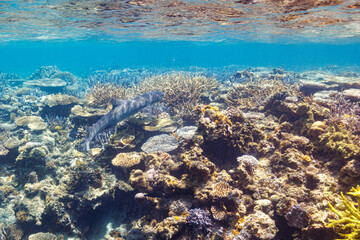 素晴らしいサンゴ礁の洞窟から出てきた、美しく大きなネムリブカ（メジロザメ科）他。
最高に美しいサンゴの浅瀬を泳いでいる。
圧倒的に大規模な素晴らしく美しいサンゴ礁。

沖縄県島尻郡座間味村阿嘉島の外地島沖にて。
2021年4月28日水中撮影。
Beautiful and large Whitetip reef shark (Triaenodon obesus) and others emergin