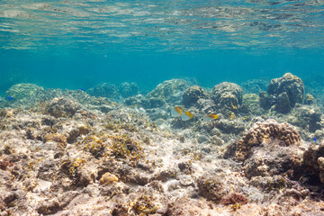 素晴らしいサンゴ礁の美しいトゲチョウチョウウオ（チョウチョウウオ科）他の群れ。
圧倒的に大規模な素晴らしく美しいサンゴ礁。

沖縄県島尻郡座間味村阿嘉島の阿嘉ビーチにて。
2021年4月28日水中撮影
A school of the Beautiful pair of Threadfin Butterflyfish and others in Wonderful coral reefs.
Off 