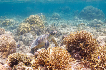 Fototapeta na wymiar 素晴らしいサンゴ礁をゆったり泳ぐ大きく美しいアオウミガメ（ウミガメ科）沖縄県島尻郡座間味村阿嘉島の阿嘉ビーチにて。 2021年4月28日水中撮影。A large and beautiful Green Turtle, Green Sea Turtle (Chelonia mydas) swimming leisurely on the surface of a wonderful cora