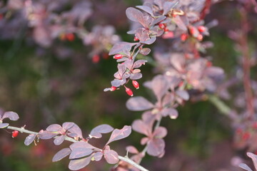 Cherry blossom time, a sunny day when everything turns green and makes everyone happy while walking.