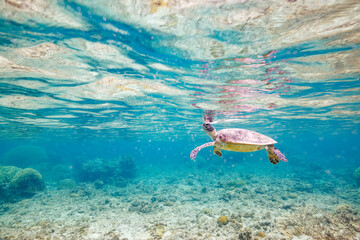 素晴らしいサンゴ礁の水面を息継ぎをするためにゆったり泳ぐ大きく美しいアオウミガメ（ウミガメ科）

沖縄県島尻郡座間味村阿嘉島の阿嘉ビーチにて。
2021年4月28日水中撮影。

A large and beautiful Green Turtle, Green Sea Turtle (Chelonia mydas) swimming leisurely to catch its breath on