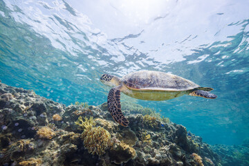 素晴らしいサンゴ礁の水面を息継ぎをするためにゆったり泳ぐ大きく美しいアオウミガメ（ウミガメ科）

沖縄県島尻郡座間味村阿嘉島の阿嘉ビーチにて。
2021年4月28日水中撮影。

圧倒的に大規模な素晴らしく美しいサンゴ礁。

A large and beautiful Green Turtle, Green Sea Turtle (Chelonia mydas) swimming leisurely