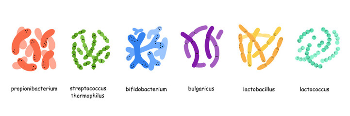Probiotics. Different colorful microbiome and microbiota. Bifidobacterium and lactobacillus, supplement isolated elements. Gastrointestinal health, vector cartoon flat style isolated illustration