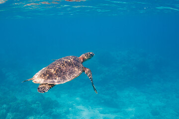 素晴らしいサンゴ礁の水面を息継ぎをするためにゆったり泳ぐ大きく美しいタイマイ（絶滅危惧種）（ウミガメ科）

沖縄県島尻郡座間味村阿嘉島の阿嘉ビーチにて。
2021年4月28日水中撮影。

圧倒的に大規模な素晴らしく美しいサンゴ礁。

A large and beautiful Hawksbill turtle (Eretmochelys imbricata) (endangered species