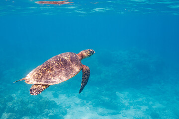 素晴らしいサンゴ礁の水面を息継ぎをするためにゆったり泳ぐ大きく美しいタイマイ（絶滅危惧種）（ウミガメ科）

沖縄県島尻郡座間味村阿嘉島の阿嘉ビーチにて。
2021年4月28日水中撮影。

圧倒的に大規模な素晴らしく美しいサンゴ礁。

A large and beautiful Hawksbill turtle (Eretmochelys imbricata) (endangered species