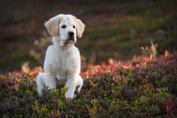 golden retriever puppy