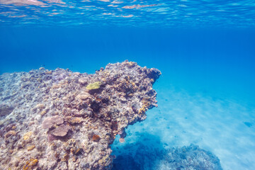 素晴らしいサンゴ礁の最高に美しく透明な白い砂地と飛び出した岩礁。
圧倒的に大規模な素晴らしく美しいサンゴ礁。

沖縄県島尻郡座間味村阿嘉島の阿嘉ビーチにて。
2021年4月28日水中撮影。
The most beautiful and clear white sands and jutting reefs of the wonderful coral reefs.
At Aka Beach, Ak
