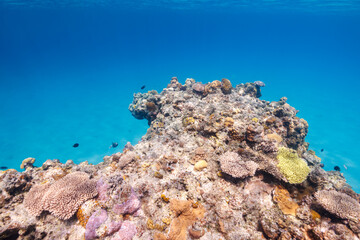 素晴らしいサンゴ礁の最高に美しく透明な白い砂地と飛び出した岩礁。
圧倒的に大規模な素晴らしく美しいサンゴ礁。

沖縄県島尻郡座間味村阿嘉島の阿嘉ビーチにて。
2021年4月28日水中撮影。
The most beautiful and clear white sands and jutting reefs of the wonderful coral reefs.
At Aka Beach, Ak