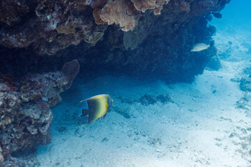 素晴らしいサンゴ礁の美しく大きなサザナミヤッコ（キンチャクダイ科）他。
圧倒的に大規模な素晴らしく美しいサンゴ礁。

沖縄県島尻郡座間味村阿嘉島の阿嘉ビーチにて。
2021年4月28日水中撮影。
Beautiful and large Zebra angelfish (Pomacanthus semicirculatus) and others on a wonderful coral reef.