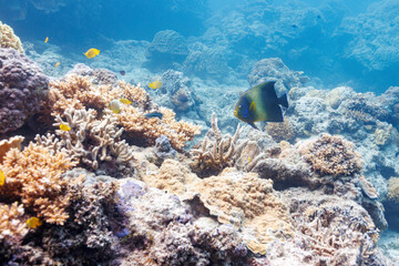 Fototapeta na wymiar 素晴らしいサンゴ礁の美しく大きなサザナミヤッコ（キンチャクダイ科）他。 圧倒的に大規模な素晴らしく美しいサンゴ礁。沖縄県島尻郡座間味村阿嘉島の阿嘉ビーチにて。 2021年4月28日水中撮影。 Beautiful and large Zebra angelfish (Pomacanthus semicirculatus) and others on a wonderful coral reef.