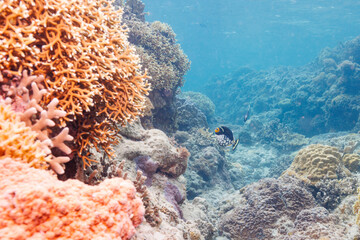 素晴らしいサンゴ礁の奇妙なモンガラカワハギ（モンガラカワハギ科）と美しいツノダシ（ツノダシ科）他。
圧倒的に大規模な素晴らしく美しいサンゴ礁。

沖縄県島尻郡座間味村阿嘉島の阿嘉ビーチにて。
2021年4月28日水中撮影。
Mysterious Clown triggerfish (Balistoides conspicillum) and Moorish Idol juvenile (Zancl