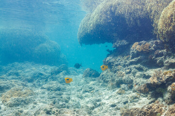 素晴らしいサンゴ礁の美しいヒフキアイゴ（アイゴ科）と美しいツノダシ（ツノダシ科）他。
圧倒的に大規模な素晴らしく美しいサンゴ礁。

沖縄県島尻郡座間味村阿嘉島の阿嘉ビーチにて。
2021年4月28日水中撮影。
Mysterious Blotched foxface (Siganus unimaculatus) and Moorish Idol juvenile (Zanclus cornutus)