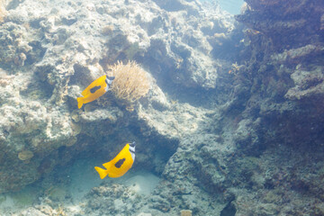 素晴らしいサンゴ礁の美しいヒフキアイゴ（アイゴ科）と美しいツノダシ（ツノダシ科）他。
圧倒的に大規模な素晴らしく美しいサンゴ礁。

沖縄県島尻郡座間味村阿嘉島の阿嘉ビーチにて。
2021年4月28日水中撮影。
Mysterious Blotched foxface (Siganus unimaculatus) and Moorish Idol juvenile (Zanclus cornutus)