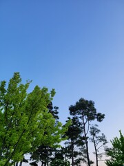 Obraz premium trees and sky