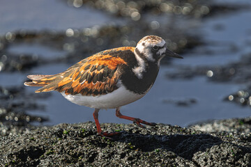 ruddy turnstone, (Arenaria interpres) in breeding plumage, walking on  volcanic rocks, on the...