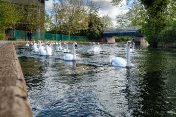 A Group of Mute Swans swimming on the Kennet and Avon Canal in Newbury Berkshire