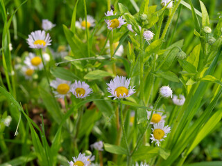 公園に咲いたハルジオンの花