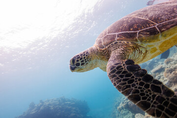 素晴らしいサンゴ礁をゆったり泳ぐ大きく美しいアオウミガメ（ウミガメ科）
圧倒的に大規模な素晴らしく美しいサンゴ礁。

沖縄県島尻郡座間味村阿嘉島の阿嘉ビーチにて。
2021年4月28日水中撮影。
A large and beautiful Green Turtle, Green Sea Turtle (Chelonia mydas) swimming leisurely on the surfac