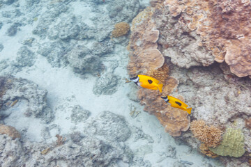 素晴らしいサンゴ礁の美しいヒフキアイゴ（アイゴ科）他。
圧倒的に大規模な素晴らしく美しいサンゴ礁。

沖縄県島尻郡座間味村阿嘉島の阿嘉ビーチにて。
2021年4月28日水中撮影。
The Beautiful Blotched foxface (Siganus unimaculatus) and others in Wonderful coral reefs.
